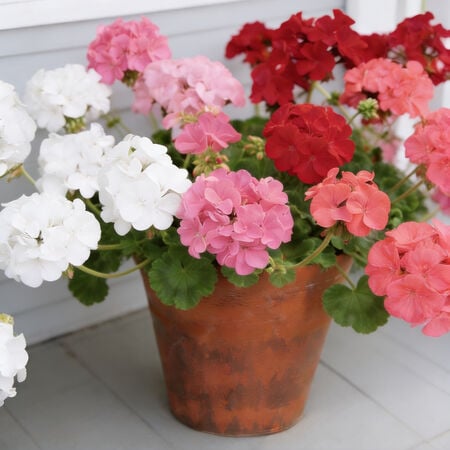 Mix Maverick, Geranium Seeds - Packet image number null